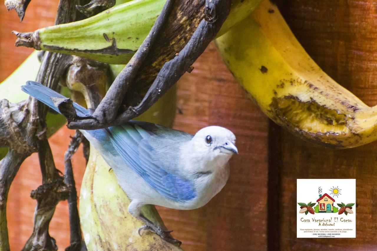 Cacao Lodge And Tours La Fortuna 외부 사진