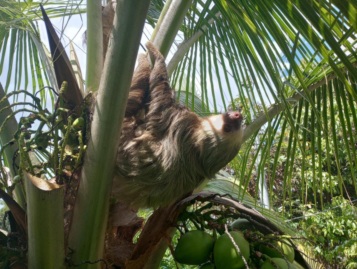 Cacao Lodge And Tours La Fortuna 외부 사진